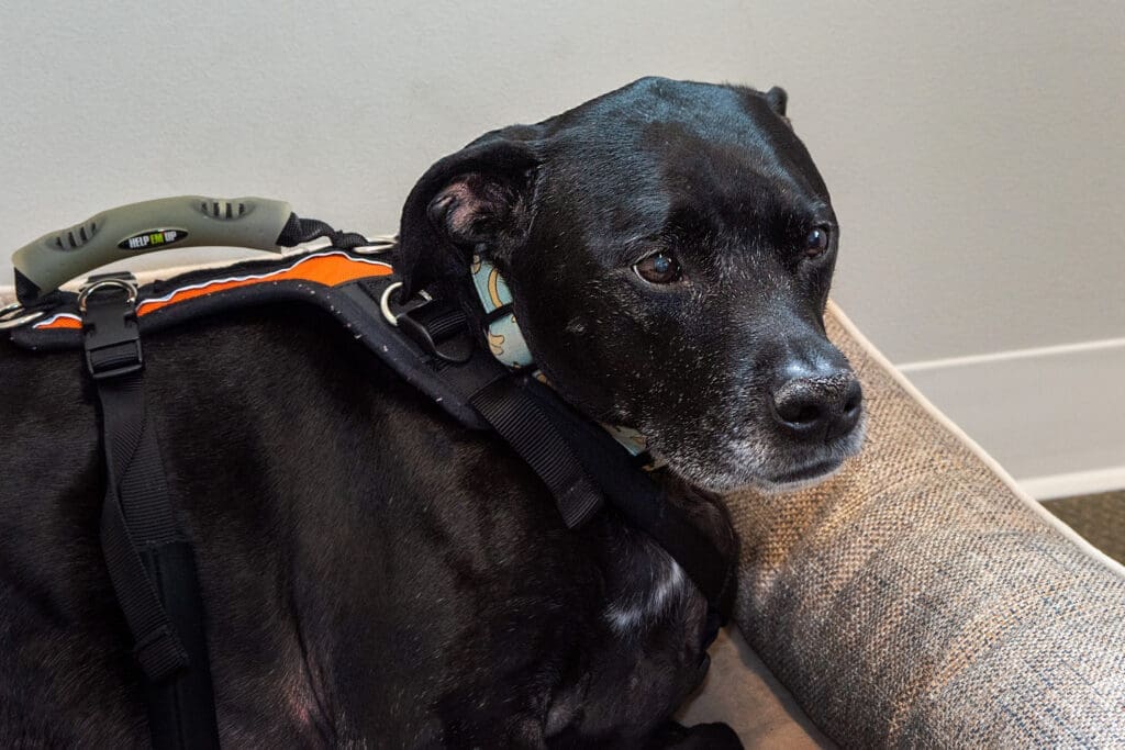 cole the company dog